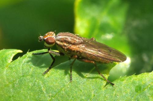 Pherbellia cinerella